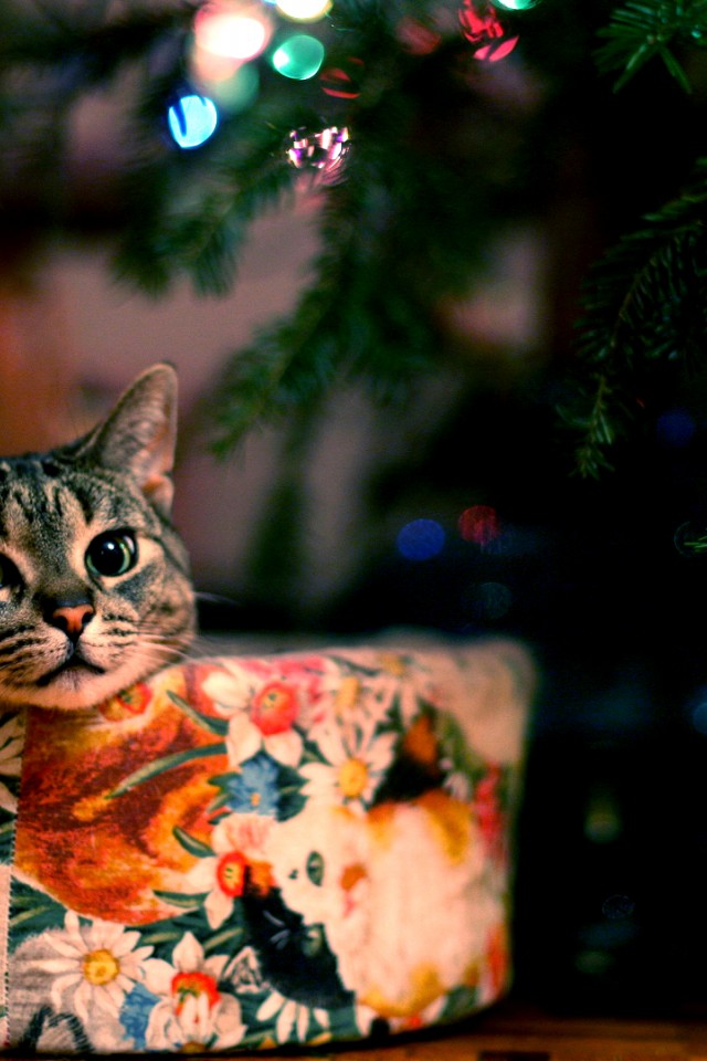 Cute Christmas Cat iPhone 4/4S/iPod - Wallpaper