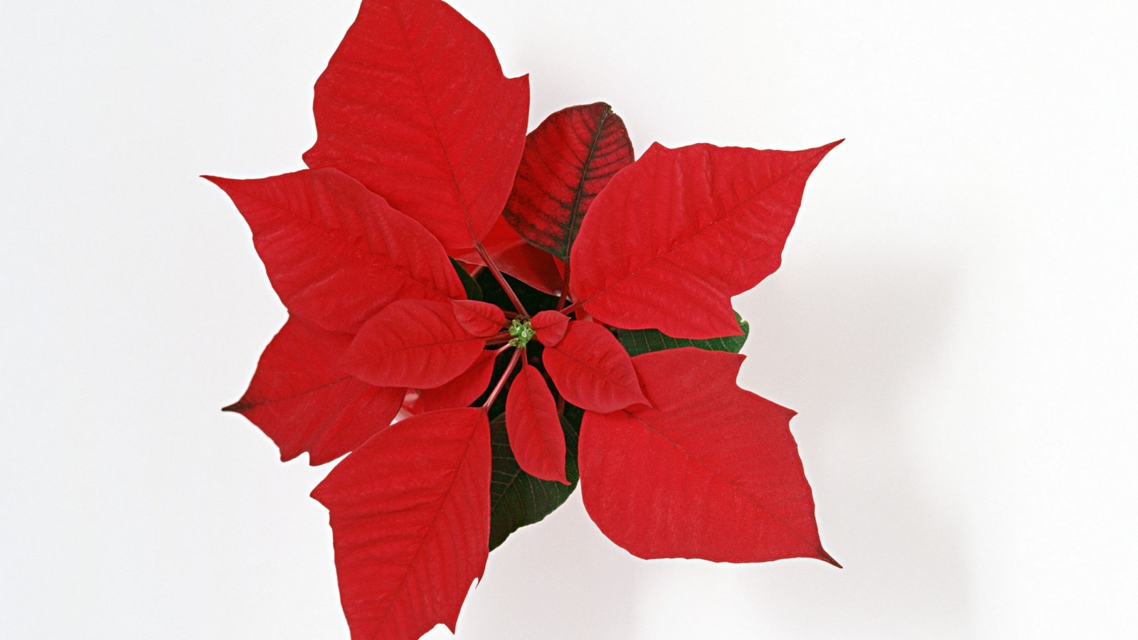 Christmas Flower 1600x900 Wallpaper