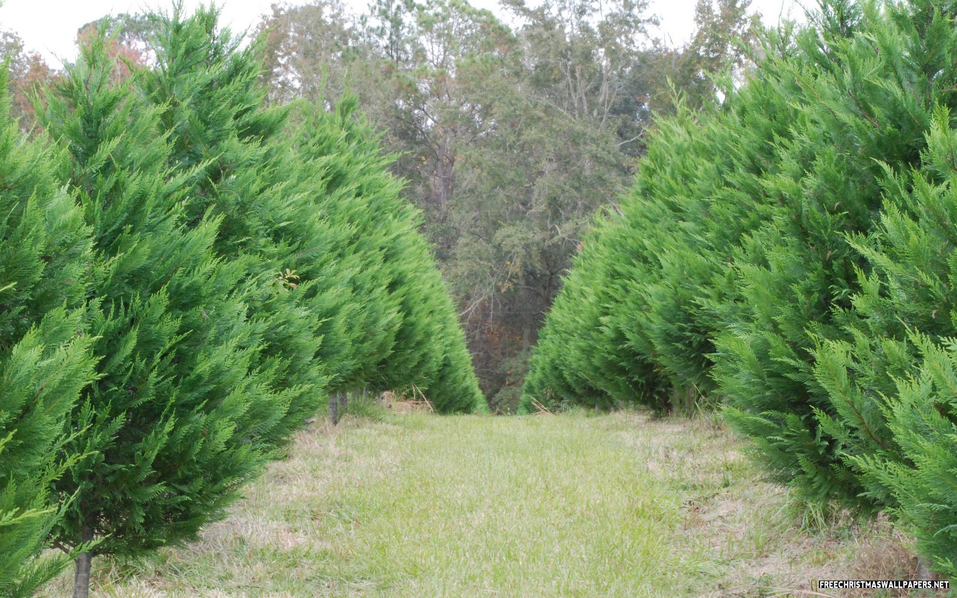 Arizona Cypress Xmas Tree 1920x1200 Wallpaper
