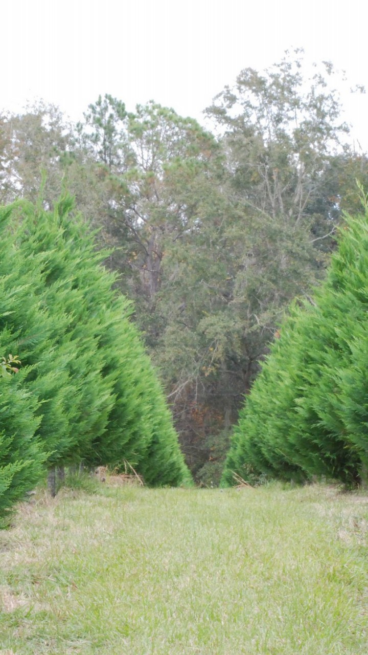 Arizona Cypress Xmas Tree 720x1280 Wallpaper