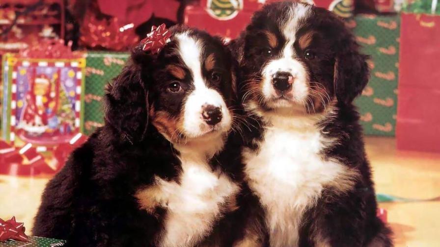 Best Christmas Friends