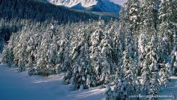Christmas Mountains Alberta