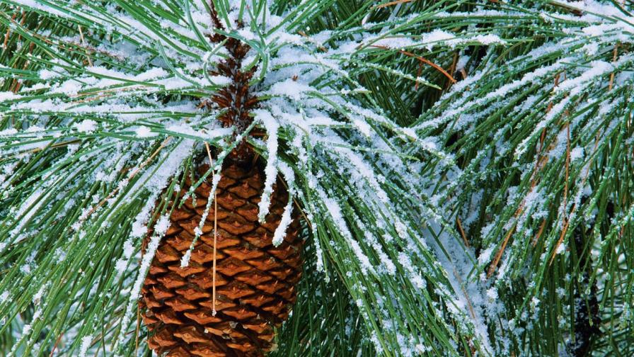 Christmas Ornament 13
