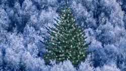 Christmas Tree 05