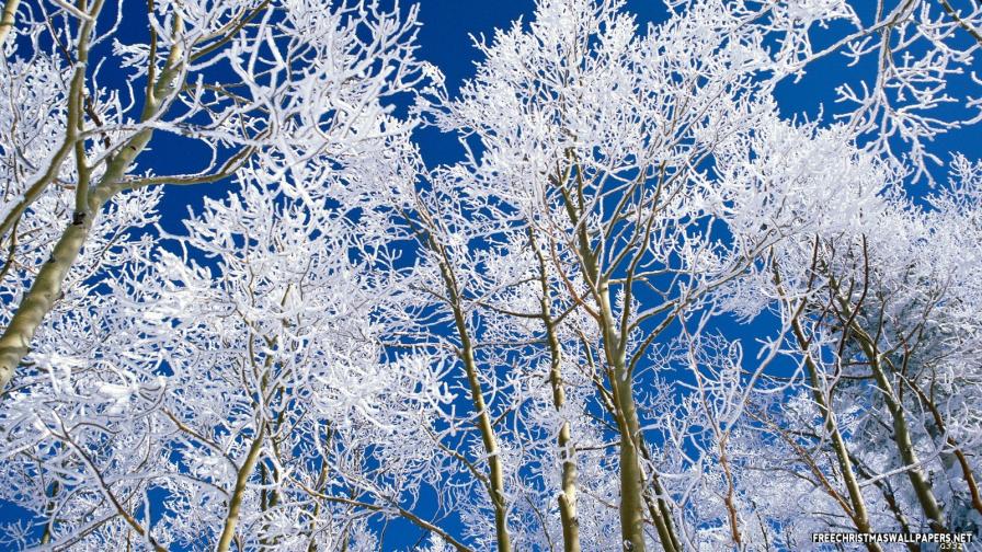 Ice Land Nature