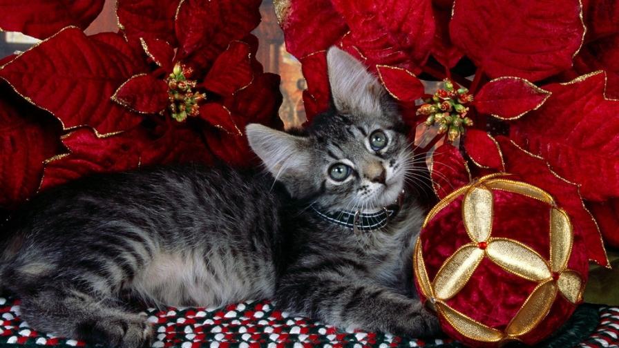 Kitty Xmas Ball Of Joy