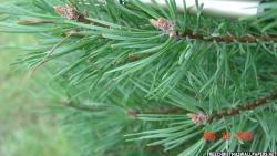Scotch Pine Christmas Tree